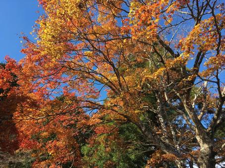 紅葉② 紅葉②の写真
