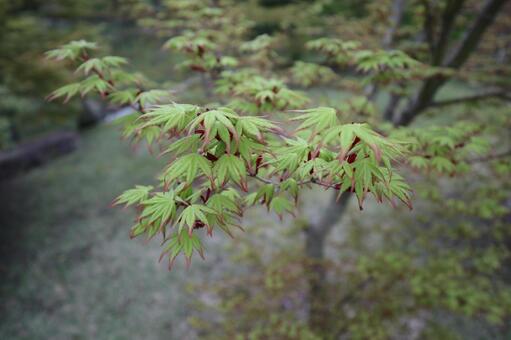 緑のもみじ 緑のもみじの写真