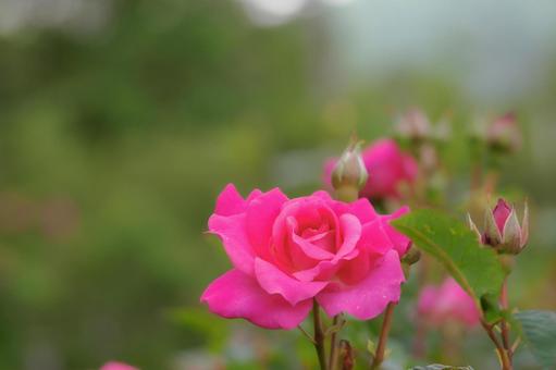 蔵王のバラ(80)の写真