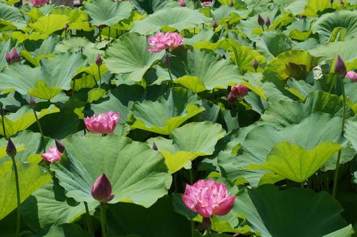 Lotus flower, JPG
