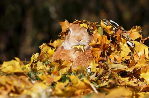 ペットのうさぎ うさぎ,ペット,干支の写真素材
