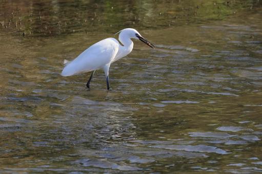 コサギ コサギ コサギ,野鳥,鳥の写真素材