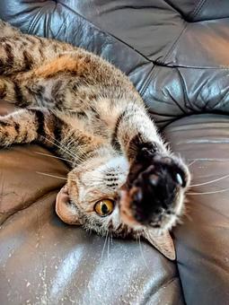 まったりニャンコ まったりニャンコの写真