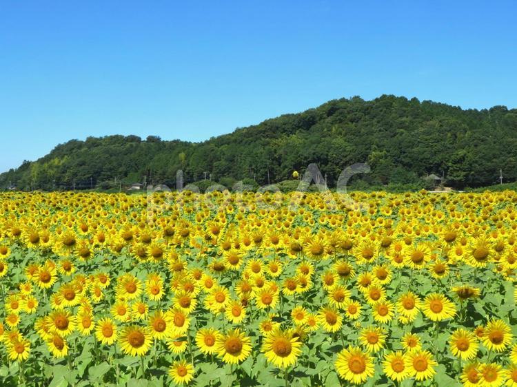 夏のひまわり畑 ひまわり畑,夏,きれいの写真素材