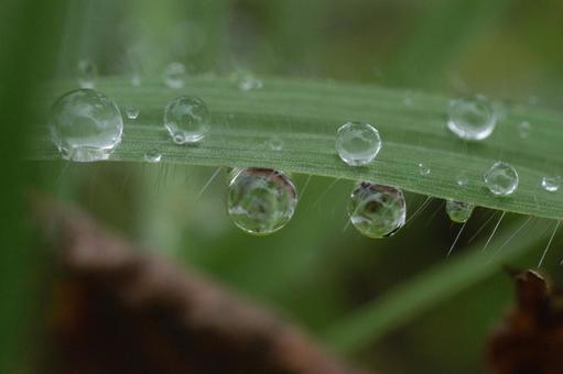 水滴 水滴 水滴,雨,葉の写真素材
