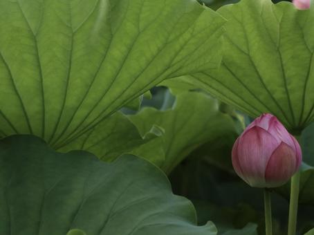 蓮 [無加工]版 縦横4:3の写真