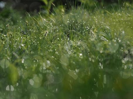 朝露に濡れる雑草 朝露に濡れる雑草の写真