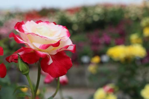 バラ園で咲いている薔薇の写真です バラ園で咲いている薔薇の写真ですの写真