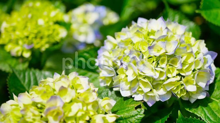 咲き始めたアジサイ.4 あじさい,アジサイ,紫陽花の写真素材