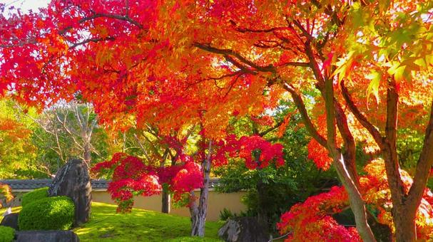 姫路城 好古園30 姫路城,好古園,紅葉の写真素材