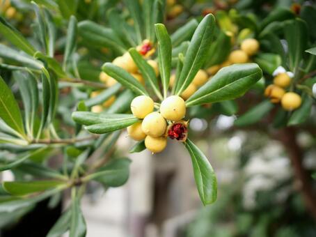 トベラの実 トベラ,植物,常緑低木の写真素材