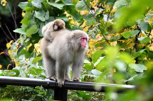 サルの親子 サルの親子,サル,親子の写真素材