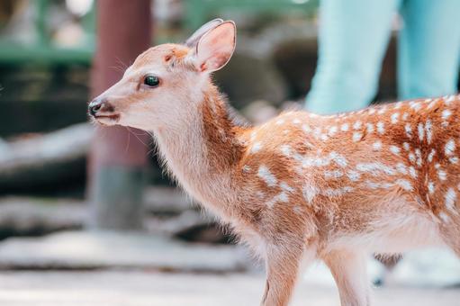 小鹿の凛々しい表情 鹿,動物,哺乳類の写真素材