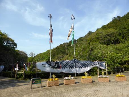 4月下旬、鎌倉中央公園の鯉のぼり飾り 4月下旬、鎌倉中央公園の鯉のぼり飾り 鯉のぼり,公園,飾りの写真素材