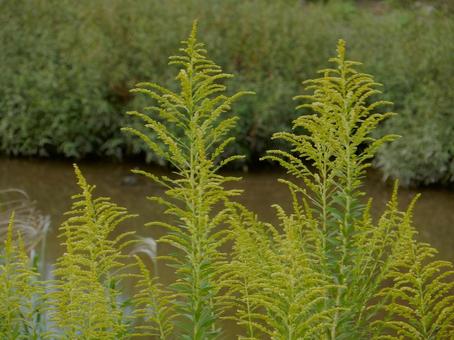 【花の写真】セイタカアワダチソウ 【花の写真】セイタカアワダチソウの写真