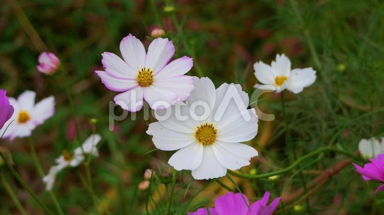 秋に咲く憩いの花、コスモス コスモス,秋,10月の写真素材