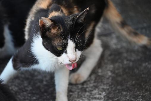 真鍋島の猫達 真鍋島の猫達 眼,岡山県,真鍋島の写真素材