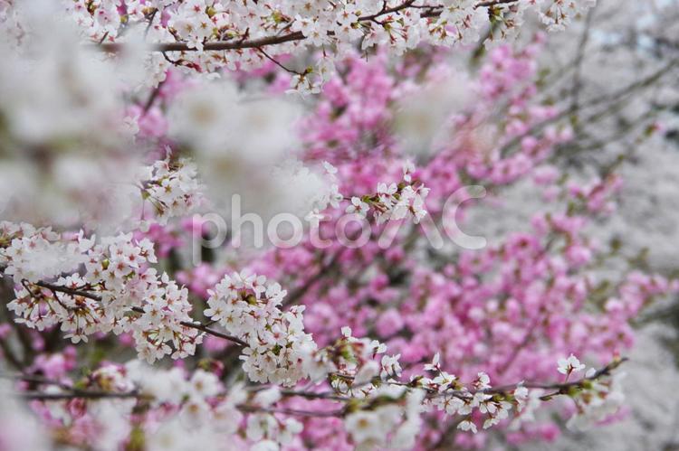 色とりどりの桜 桜,春,4月の写真素材