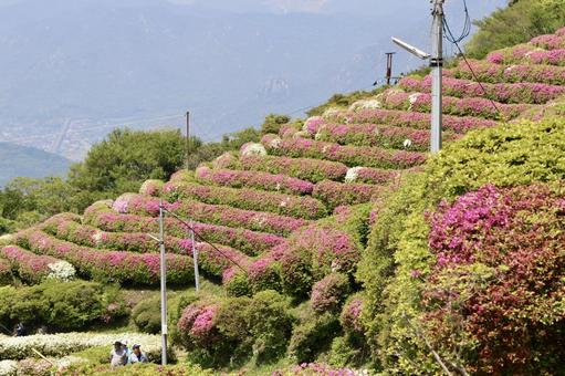 Photo, ohirayama summit park, azalea, flower, 