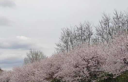 桜並木 桜,花,ピンクの写真素材