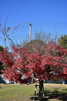 公園に佇む青い空と紅葉の木々 公園に佇む青い空と紅葉の木々の写真