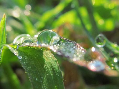 水滴と緑の葉と朝日Water drops 水滴と緑の葉と朝日Water dropsの写真