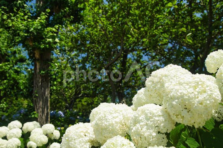 白いアジサイと樹木 紫陽花,アジサイ,あじさいの写真素材