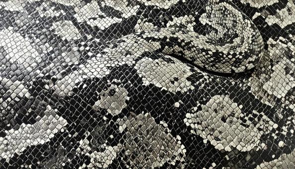 ヘビ革 レザーテクスチャ ヘビ革 レザーテクスチャの写真