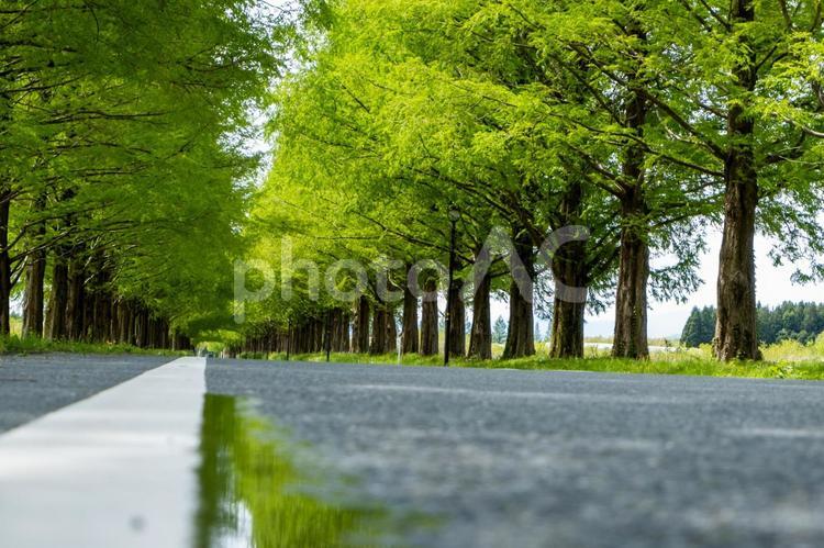 風景素材　鮮やかな新緑のメタセコイア並木 風景,新緑,メタセコイアの写真素材