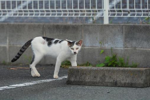 歩きながらこちらをじっと見つめる牛柄猫 歩きながらこちらをじっと見つめる牛柄猫 牛柄猫,cawcat,地域猫の写真素材
