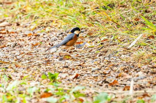 ヤマガラ(24) ヤマガラ(24) 野鳥,ヤマガラ,スズメ目の写真素材