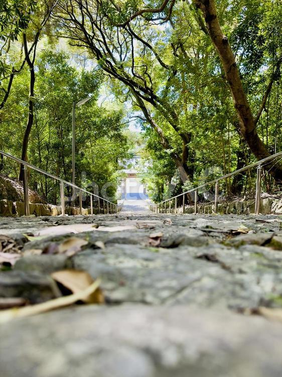  木漏れ日が降り注ぐ石畳の参道 森,参道,石畳の写真素材