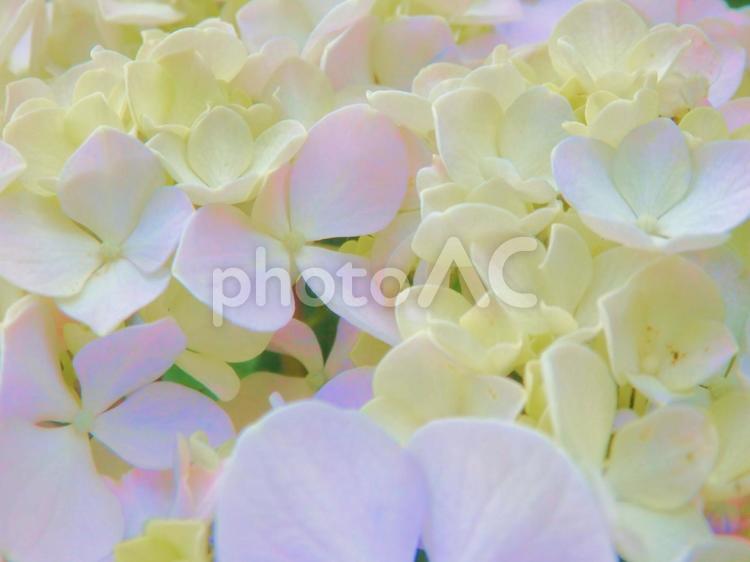 優しい色合いのアジサイ背景素材（2） あじさい,紫陽花,花背景の写真素材