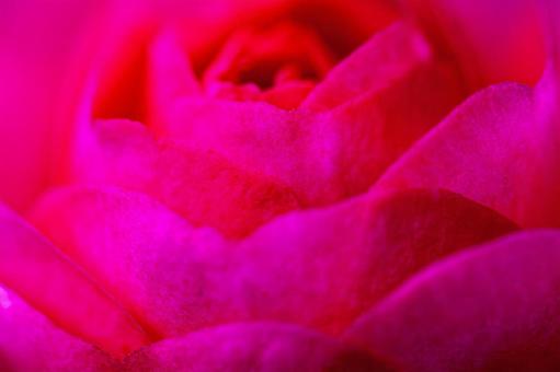 rose petals, JPG