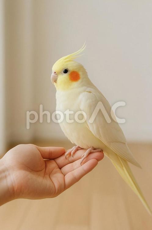 手の上に乗っているオカメインコ オカメインコ,癒し,鳥の写真素材