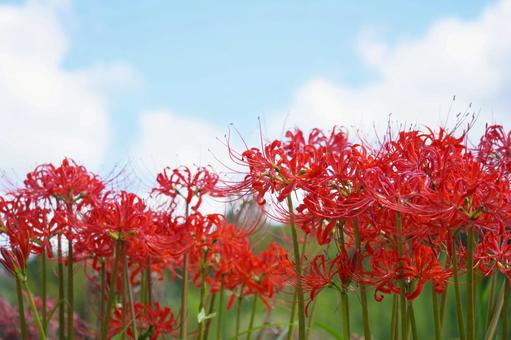 ヒガンバナ(彼岸花)と青空 ヒガンバナ(彼岸花)と青空の写真
