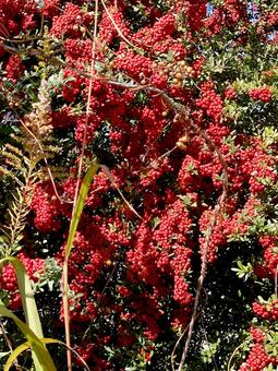 赤い実 赤い実,赤,レッドの写真素材