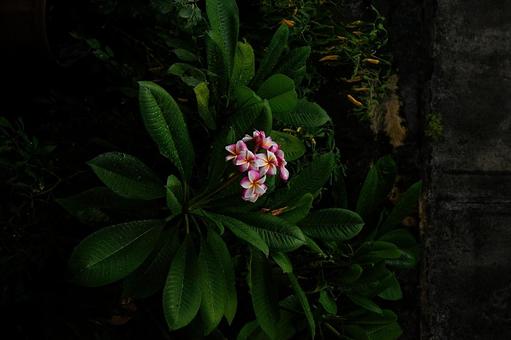 雨の日のプルメリア 雨の日のプルメリア 雨の日,プルメリア,自然の写真素材