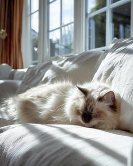 部屋の中で昼寝をする白い猫の写真