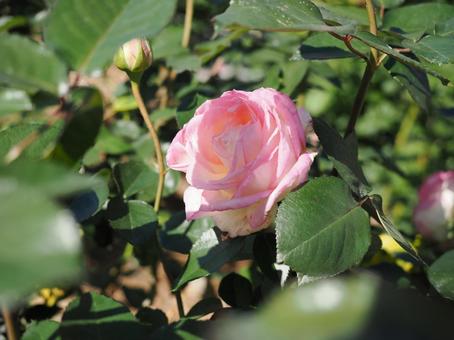 バラ園でピンクの薔薇を撮った写真です バラ園でピンクの薔薇を撮った写真です 花,薔薇,自然の写真素材