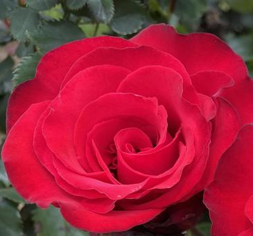 rose red rose up, JPG