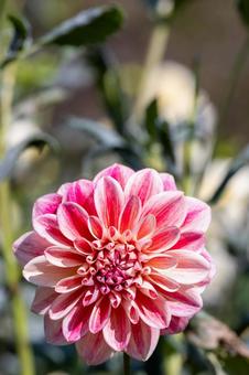 カラフルダリア ダリア,花,マクロの写真素材