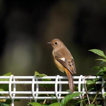 ジョウビタキ♀ ジョウビタキ♀ ジョウビタキ,メス,ジョビコの写真素材