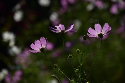 秋の花:コスモス40 秋の花:コスモス40の写真