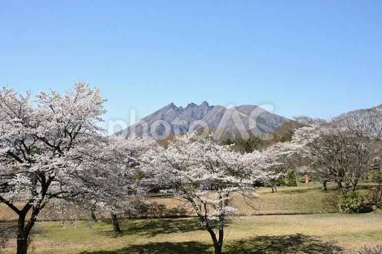 阿蘇根子岳と満開の桜 桜,さくら,サクラの写真素材