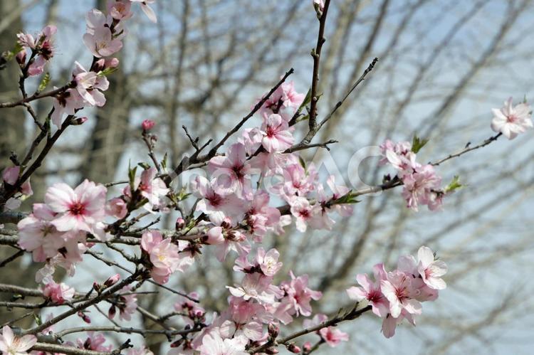 天井川公園の桜　3 風景,桜,公園の写真素材