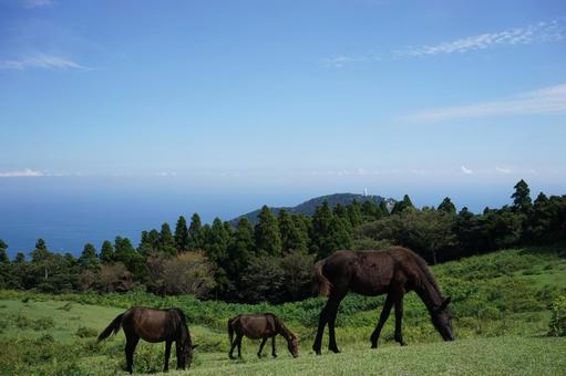 都井岬と馬と海の風景2 都井岬と馬と海の風景2の写真