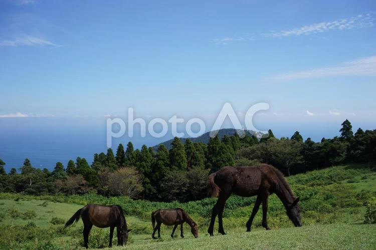 都井岬と馬と海の風景2 都井岬,馬,放牧の写真素材