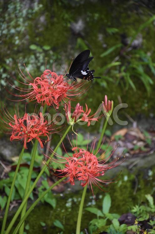 彼岸花と黒アゲハ ヒガンバナ,彼岸花,曼珠沙華の写真素材