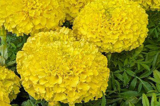 マリーゴールド マリーゴールド マリーゴールド,花,植物の写真素材